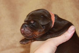 5.jpg (50.48 КБ, Просмотров: 2500) 5.jpg