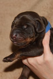 1.jpg (45.63 КБ, Просмотров: 2280) 1.jpg