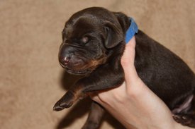 2.jpg (42.88 КБ, Просмотров: 2500) 2.jpg