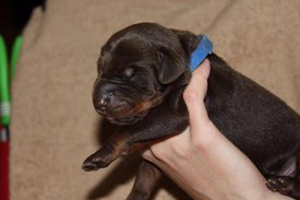 3.jpg (50.68 КБ, Просмотров: 2281) 3.jpg