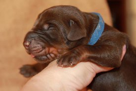 4.jpg (45.98 КБ, Просмотров: 2492) 4.jpg