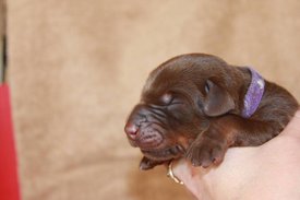 1.jpg (39.05 КБ, Просмотров: 2281) 1.jpg