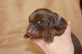 3.jpg (38.5 КБ, Просмотров: 2280) 3.jpg