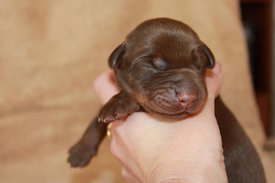 4.jpg (37.35 КБ, Просмотров: 2281) 4.jpg