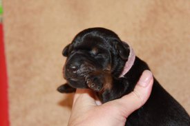 1.jpg (38.5 КБ, Просмотров: 2288) 1.jpg