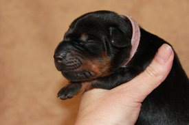 2.jpg (41.98 КБ, Просмотров: 2280) 2.jpg