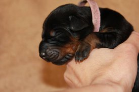 3.jpg (40.72 КБ, Просмотров: 2492) 3.jpg