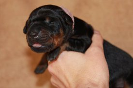 4.jpg (35.9 КБ, Просмотров: 2288) 4.jpg