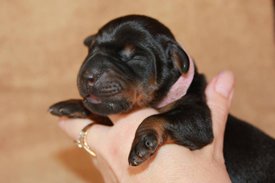 7.jpg (39.98 КБ, Просмотров: 2280) 7.jpg