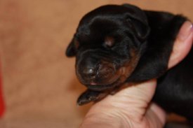 1.jpg (28.28 КБ, Просмотров: 2280) 1.jpg