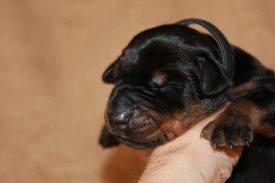 2.jpg (38 КБ, Просмотров: 2280) 2.jpg