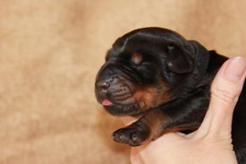 3.jpg (42.03 КБ, Просмотров: 2280) 3.jpg