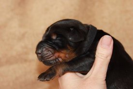 4.jpg (34.96 КБ, Просмотров: 2280) 4.jpg