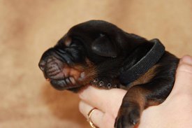 5.jpg (39.45 КБ, Просмотров: 2492) 5.jpg