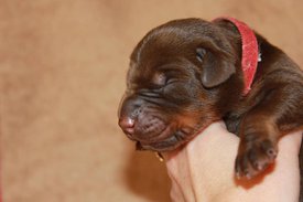 1.jpg (45.52 КБ, Просмотров: 2492) 1.jpg