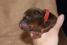 3.jpg (40.89 КБ, Просмотров: 2492) 3.jpg