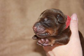 4.jpg (43.37 КБ, Просмотров: 2288) 4.jpg