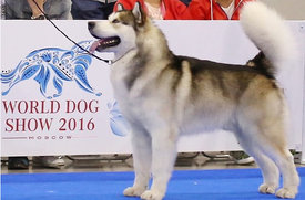 image (3).jpg (63.53 КБ, Просмотров: 1493) image (3).jpg