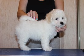 Хорсик стойка 2 мес.jpg (72.17 КБ, Просмотров: 1608) Хорсик стойка 2 мес.jpg