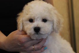 Хорсик в анфас - портрет, 2 мес.jpg (52.96 КБ, Просмотров: 1608) Хорсик в анфас - портрет, 2 мес.jpg