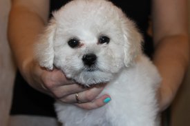 Харита 2 мес анфас - копия.jpg (61.25 КБ, Просмотров: 1608) Харита 2 мес анфас - копия.jpg