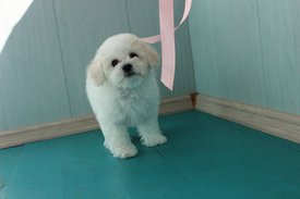 Харита 2 мес с лентой на балконе.jpg (47.9 КБ, Просмотров: 1608) Харита 2 мес с лентой на балконе.jpg