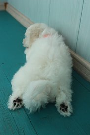 Харита 2 мес пяточки.jpg (130.91 КБ, Просмотров: 1608) Харита 2 мес пяточки.jpg