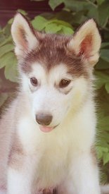 image-0-02-04-f198a1efea3ba8c85aa0fc2654855654b8d71b3acaabc9a22749a075e0e44d01-V.jpg (92.98 КБ, Просмотров: 1456) image-0-02-04-f198a1efea3ba8c85aa0fc2654855654b8d71b3acaabc9a22749a075e0e44d01-V.jpg