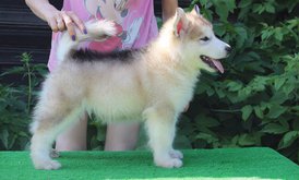 image-0-02-04-414df768c4b360044b1719599d6c8ce6492e280750ace74ce454ccf02e04bfd0-V.jpg (91.6 КБ, Просмотров: 1458) image-0-02-04-414df768c4b360044b1719599d6c8ce6492e280750ace74ce454ccf02e04bfd0-V.jpg