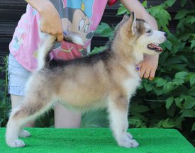 image-0-02-04-0a48fb15bb49e1beb69ab1453e21a78a84f7bf0f4d1b77c75c59ffea26f75cf7-V.jpg (90.41 КБ, Просмотров: 1458) image-0-02-04-0a48fb15bb49e1beb69ab1453e21a78a84f7bf0f4d1b77c75c59ffea26f75cf7-V.jpg