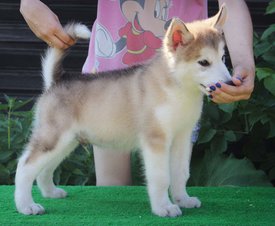 image-0-02-04-4bdbf3e2d46ca23c21229ec06a72846566cb2b713195af7f661105be7ae9951c-V.jpg (96.5 КБ, Просмотров: 1458) image-0-02-04-4bdbf3e2d46ca23c21229ec06a72846566cb2b713195af7f661105be7ae9951c-V.jpg