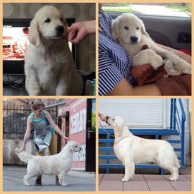 ЩЕНКИ.jpg (72.95 КБ, Просмотров: 1572) ЩЕНКИ.jpg