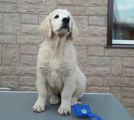 ЩЕНКИ2.jpg (44.64 КБ, Просмотров: 1572) ЩЕНКИ2.jpg