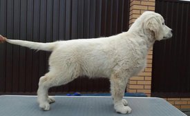 ЩЕНКИ3.jpg (27.86 КБ, Просмотров: 1572) ЩЕНКИ3.jpg