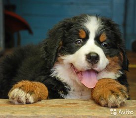 2.jpg (63.02 КБ, Просмотров: 1657) 2.jpg