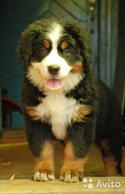 1.jpg (37.81 КБ, Просмотров: 1657) 1.jpg