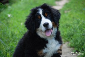 3.jpg (56.94 КБ, Просмотров: 1657) 3.jpg