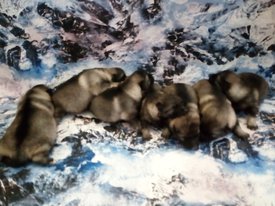 IMG_20171130_154959.jpg (144.92 КБ, Просмотров: 1700) IMG_20171130_154959.jpg