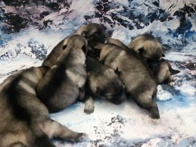 IMG_20171130_155259_.jpg (67.3 КБ, Просмотров: 1585) IMG_20171130_155259_.jpg