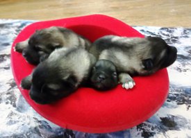 IMG_20171130_155529.jpg (115.45 КБ, Просмотров: 1587) IMG_20171130_155529.jpg