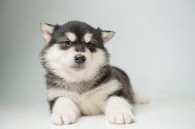 NIK_1707.jpg (112.68 КБ, Просмотров: 1583) NIK_1707.jpg