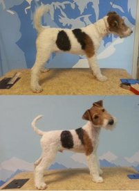 Фокся Готово.jpg (24.07 КБ, Просмотров: 3210) Фокся Готово.jpg