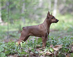 тАЙ.jpg (41.85 КБ, Просмотров: 77719) тАЙ.jpg