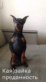 з преданность.jpg (13.38 КБ, Просмотров: 6118) з преданность.jpg