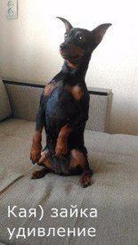 з удивление.jpg (13.8 КБ, Просмотров: 6587) з удивление.jpg