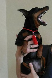 кая поет.jpg (63.55 КБ, Просмотров: 6011) кая поет.jpg