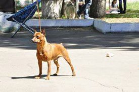 кузя стойка красиво.jpg (12.42 КБ, Просмотров: 5998) кузя стойка красиво.jpg