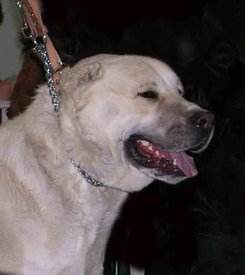 Халиф отец Шейха.jpg (37.51 КБ, Просмотров: 2284) Халиф отец Шейха.jpg