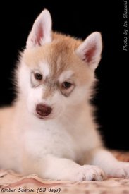 1450143_562710390470331_976910385_n.jpg (27.92 КБ, Просмотров: 9809) 1450143_562710390470331_976910385_n.jpg