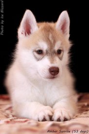 1457569_562710447136992_413474180_n.jpg (32.24 КБ, Просмотров: 10447) 1457569_562710447136992_413474180_n.jpg